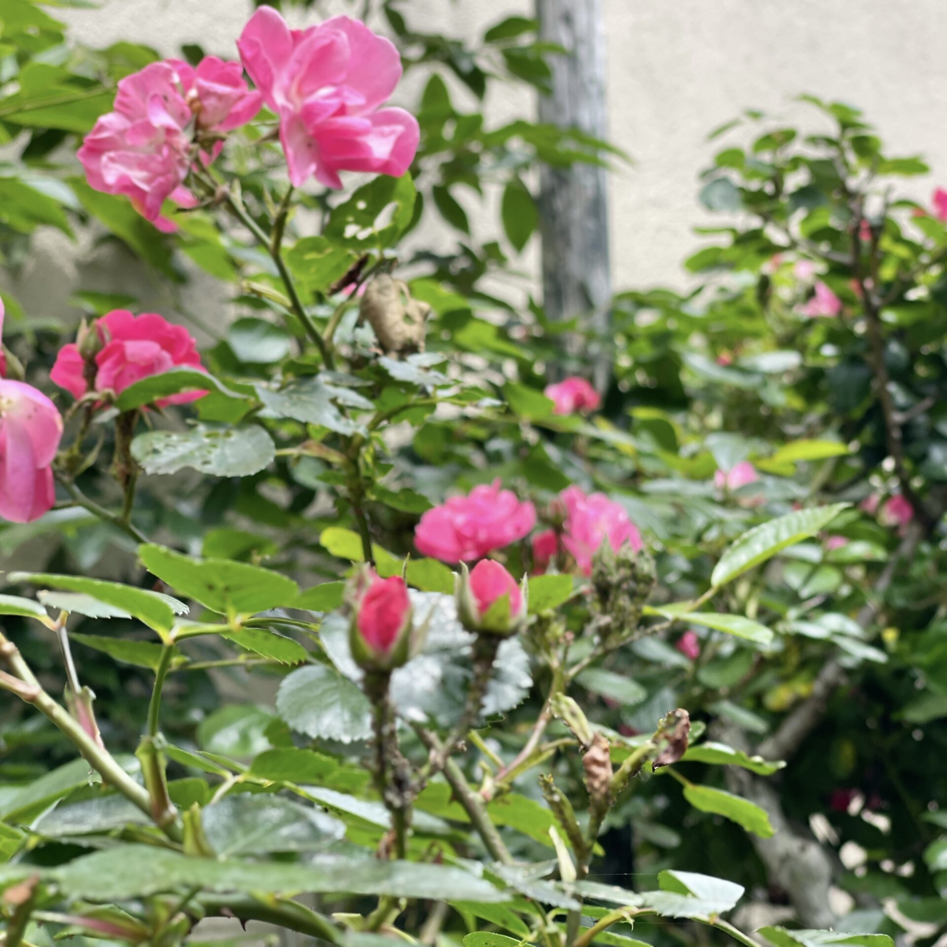 Photo taken with Focos