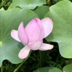 MICHIKO’S DIARY 日々のこと2025.7.7~7.13