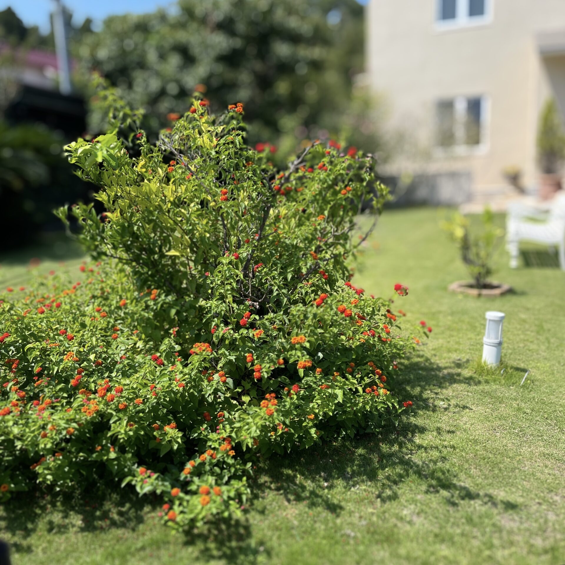 Photo taken with Focos
