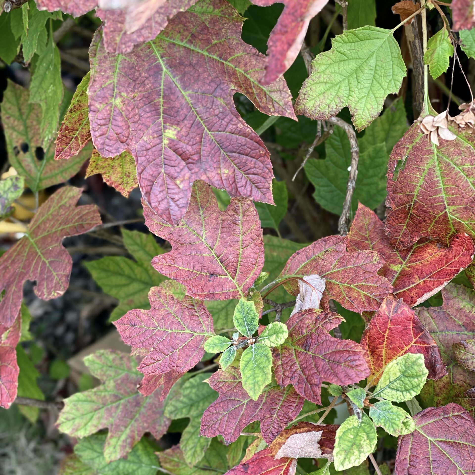 Photo taken with Focos