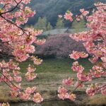 MICHIKO’S DIARY 日々のこと2026.2.9~2.15