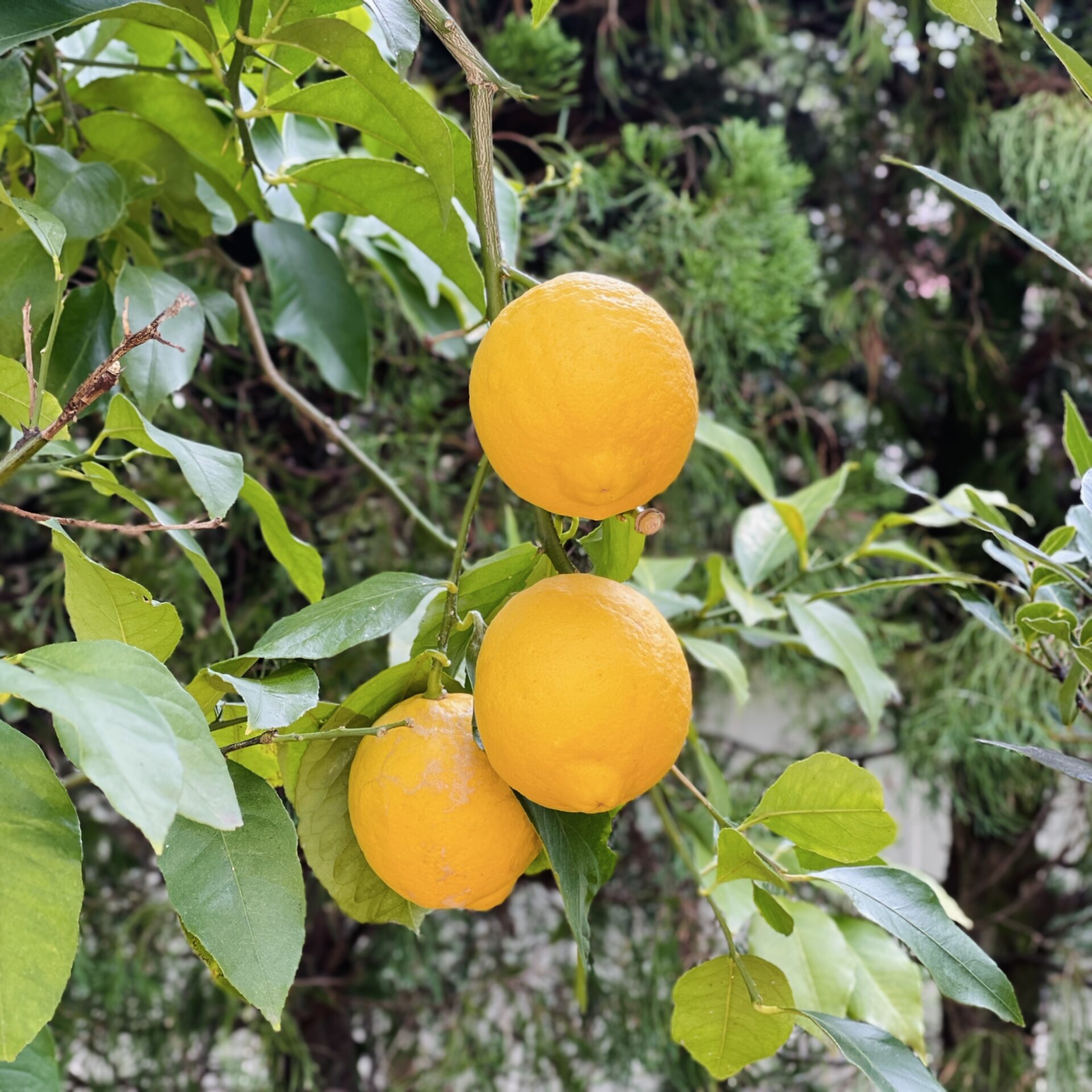 Photo taken with Focos